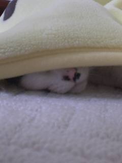 Ă